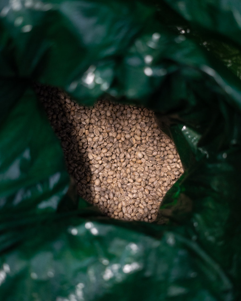 Finca de Café - Wholesale