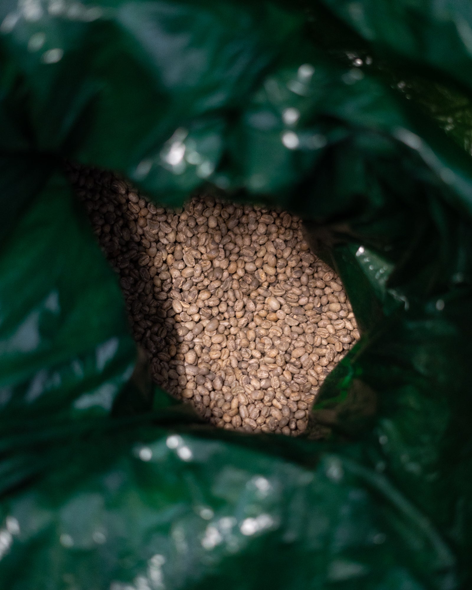 Finca de Café - Wholesale