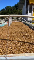 Hacienda San Isidro - Wholesale