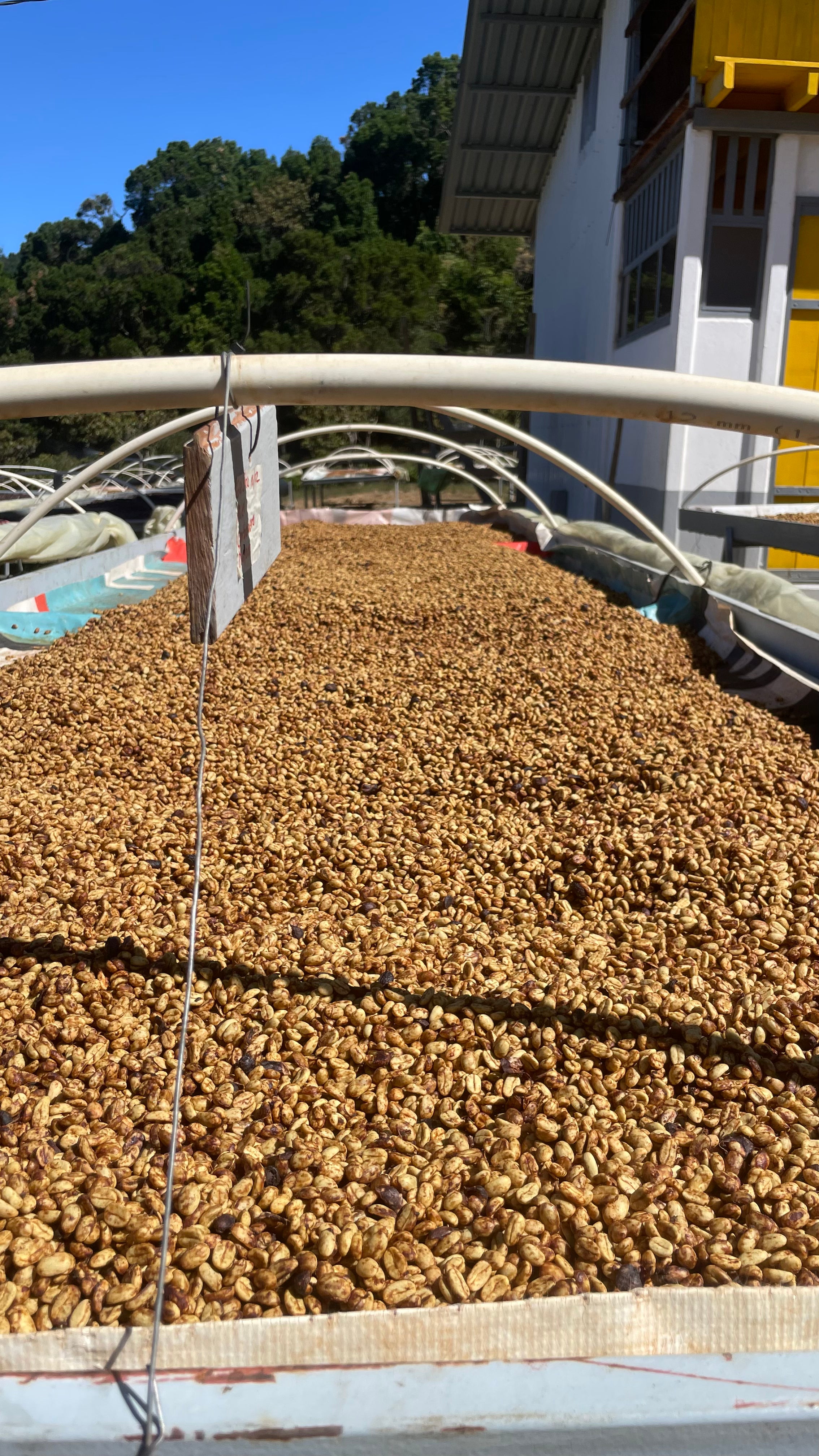 Hacienda San Isidro - Wholesale