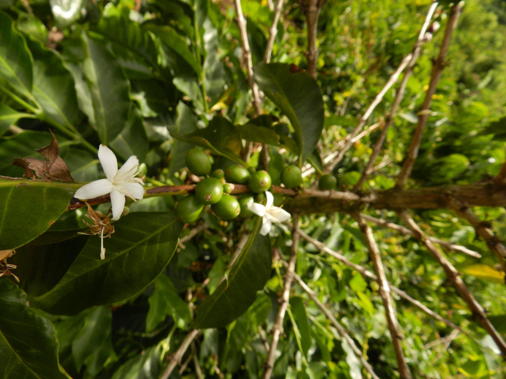Tumbaga Excelso Decaf - Wholesale