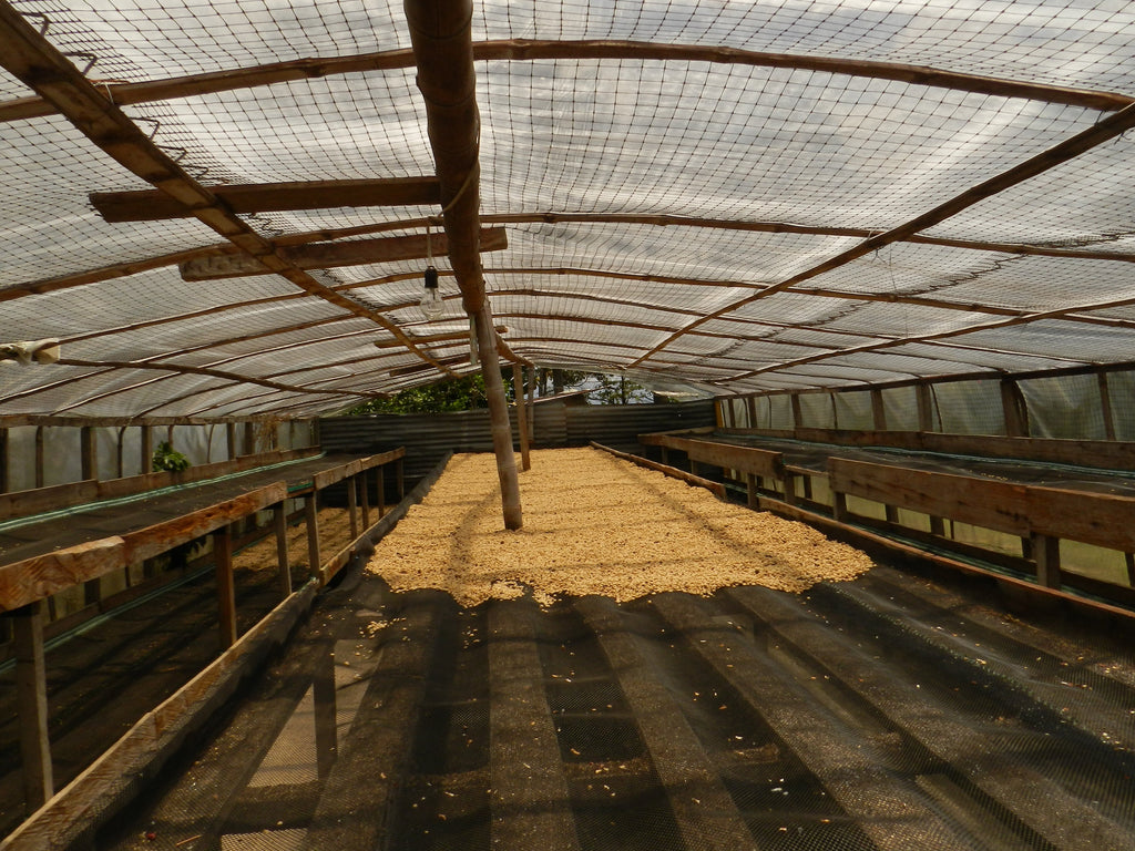 Tumbaga Excelso Decaf - Wholesale