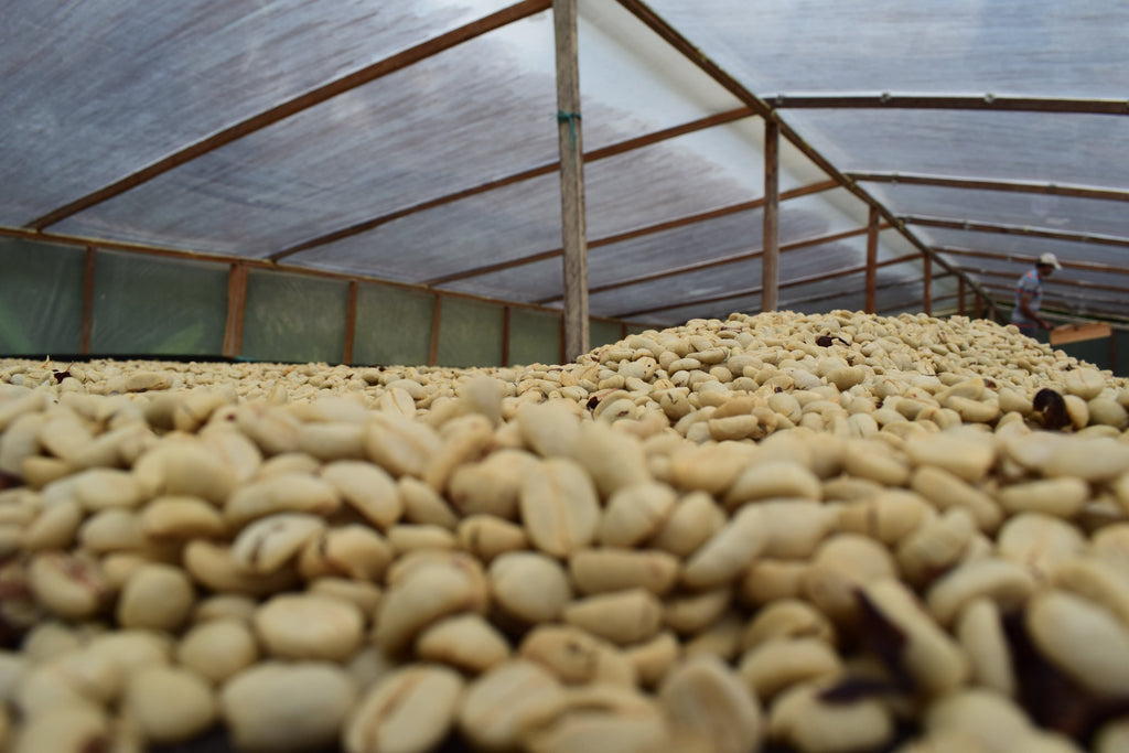 Tumbaga Excelso Decaf - Wholesale