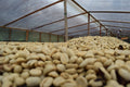 Tumbaga Excelso Decaf - Wholesale