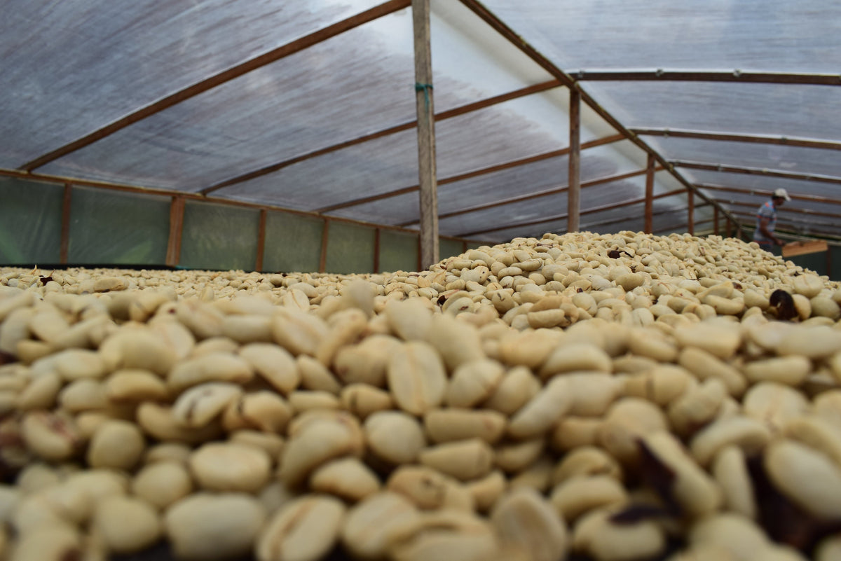 Tumbaga Excelso Decaf - Wholesale