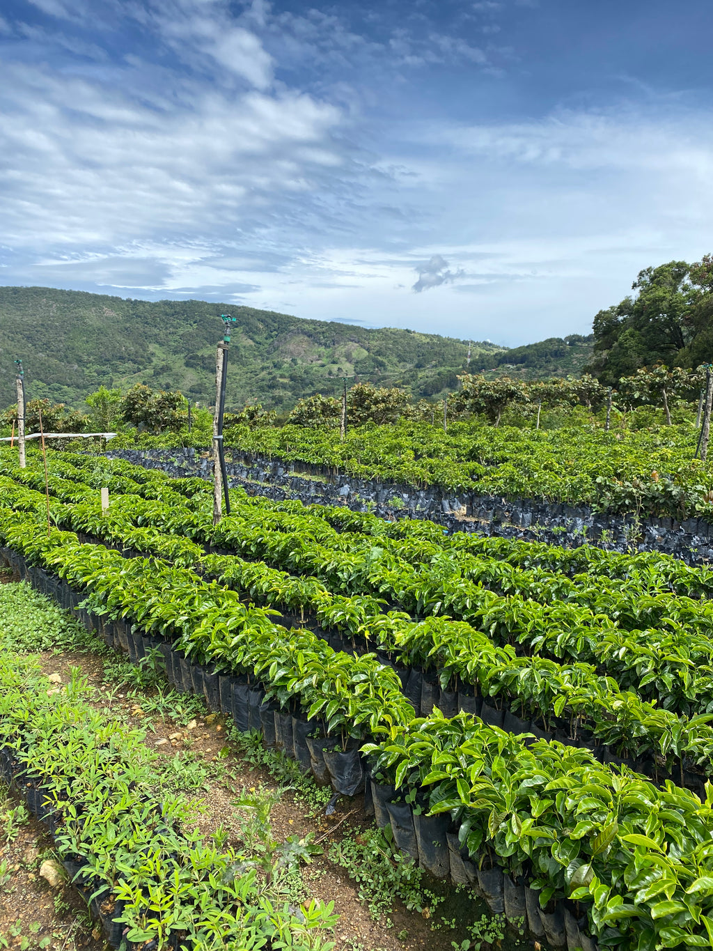 Hacienda San Isidro - Wholesale