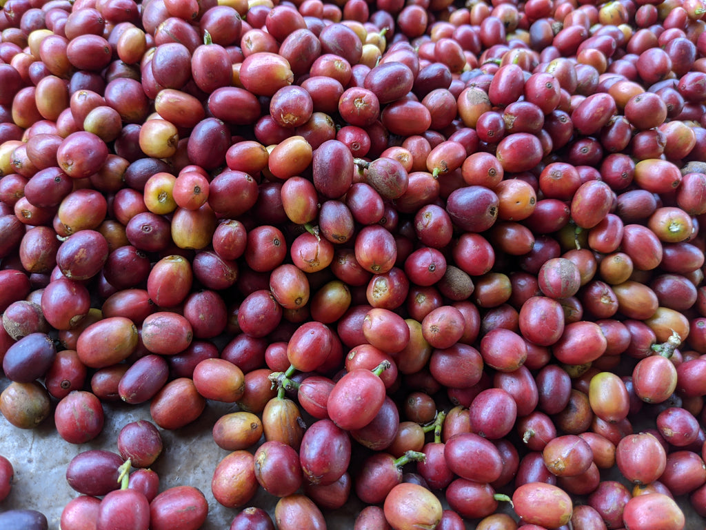 Kiawamururu - Kenya