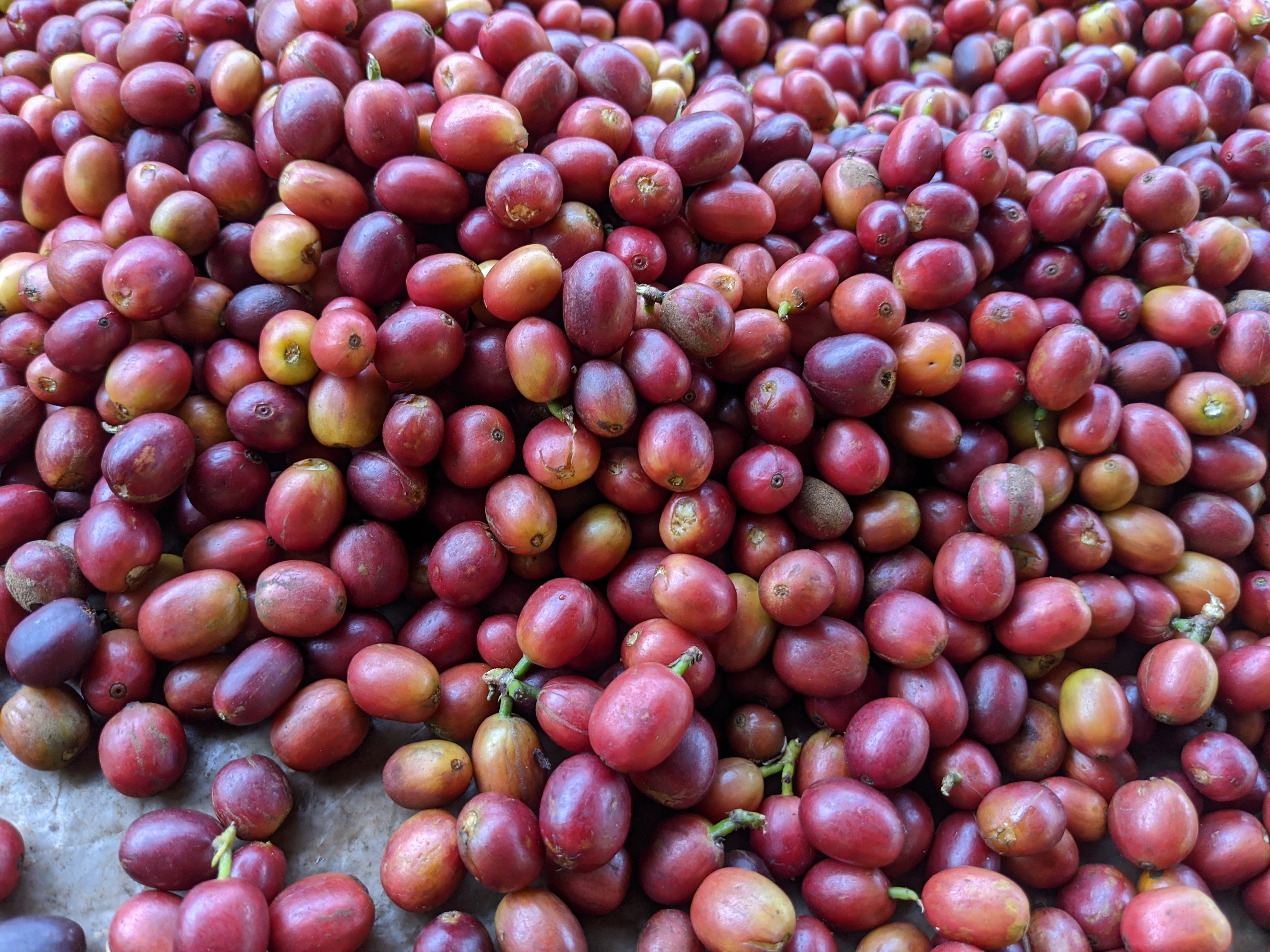 Kiawamururu - Kenya