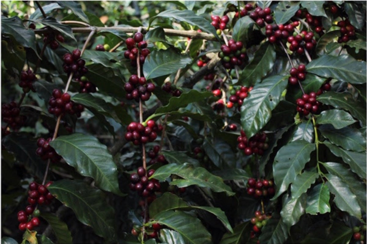 Tzikin - Guatemala